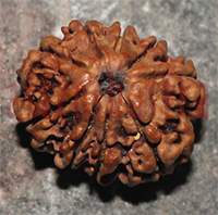 9 mukhi 30- 24x19.2x17